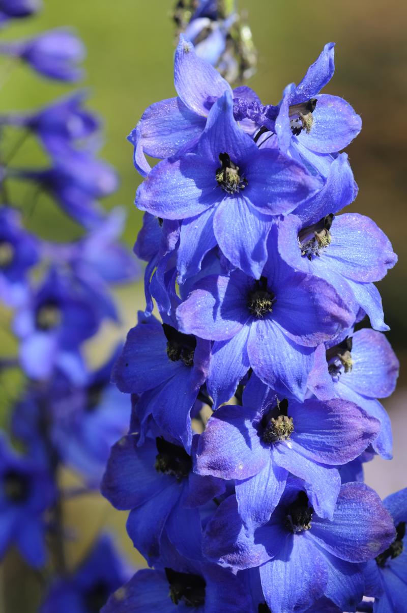Delphinium Blue Jay (1587)